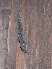 Lepidodactylus lugubris