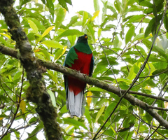 Pharomachrus antisianus