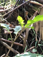 Solanum prinophyllum