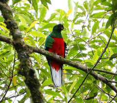 Pharomachrus antisianus