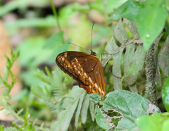 Oxeoschistus protogenia