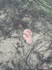 Aplidium californicum