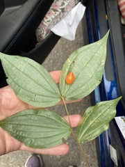 Prosartes smithii