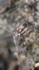 Enoplognatha mandibularis