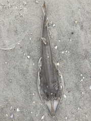 Pseudobatos lentiginosus