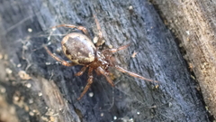 Enoplognatha mandibularis