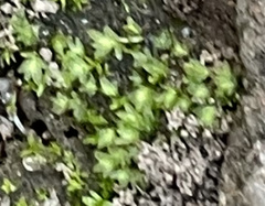 Fissidens bryoides