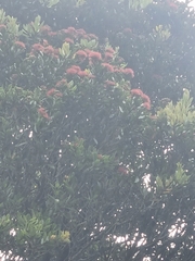 Metrosideros umbellata