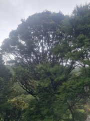 Metrosideros umbellata