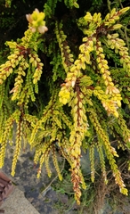 Calluna