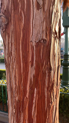 Calocedrus decurrens