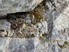 Cladonia bellidiflora