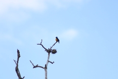 Chlorophonia elegantissima
