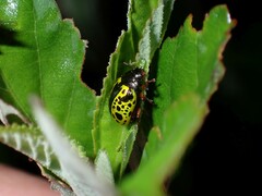 Calligrapha pantherina