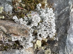 Cladonia bellidiflora