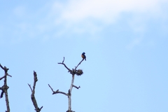 Chlorophonia elegantissima