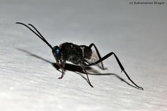 Evania appendigaster