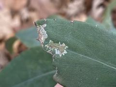Calycomyza promissa