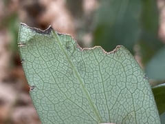 Calycomyza promissa
