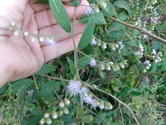 Lepidaploa canescens