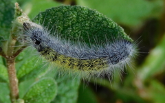 Thaumetopoea herculeana