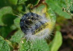 Thaumetopoea herculeana