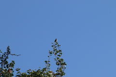 Haemorhous mexicanus