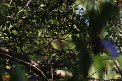 Thryomanes bewickii
