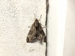 Psilogramma discistriga