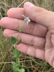 Sabatia difformis