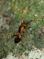 Camponotus chloroticus