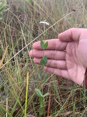 Sabatia difformis