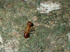 Camponotus chloroticus