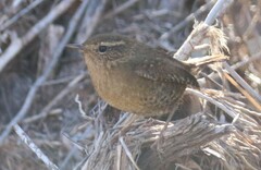 Troglodytes pacificus