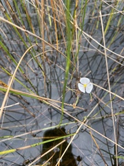 Sagittaria graminea