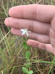 Sabatia difformis