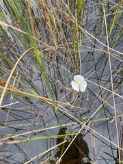 Sagittaria graminea