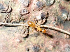 Camponotus chloroticus