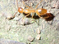 Camponotus chloroticus