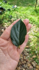 Celtis sinensis