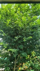 Celtis sinensis