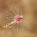 水螅蟲綱 - Photo 由 Abhishek Jamalabad 所上傳的 (c) Abhishek Jamalabad，保留部份權利CC BY-NC-SA