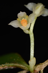 Bulbophyllum curranii