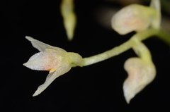 Bulbophyllum curranii
