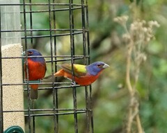 Passerina ciris ciris