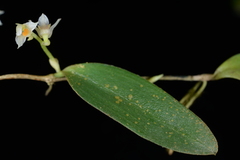 Bulbophyllum curranii