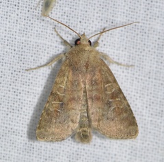 Parastichtis suspecta
