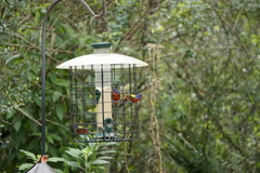 Passerina ciris ciris