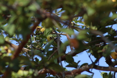 Melanerpes uropygialis