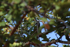 Melanerpes uropygialis